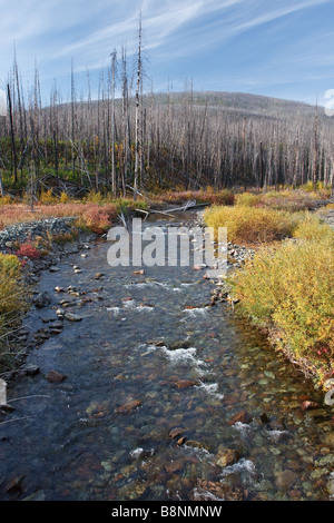 abgelegenen Fluss in Flathead National Forest Montana Stockfoto