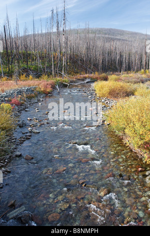 abgelegenen Fluss in Flathead National Forest, Montana Stockfoto