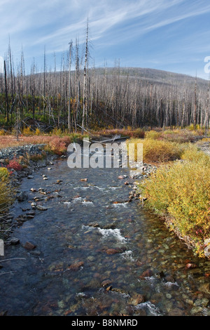 abgelegenen Fluss im Flathead National Forest in montana Stockfoto