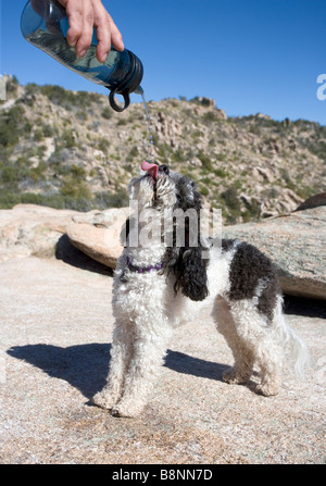 Ein Hund auf einer einsamen Wanderung trinken von Wasser gießen aus seines Meisters Wasserflasche genommen Stockfoto