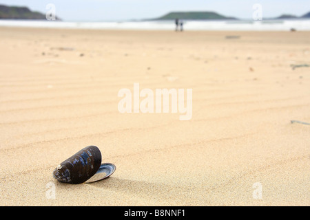 Muschelschale am Strand von Rhossili, Wales Stockfoto