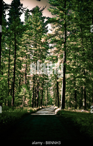 dunkle Straße in gruseligen Wald Stockfoto