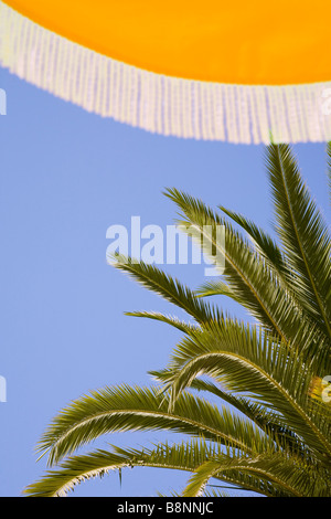 Blick nach oben auf gelbe Sonnenschirme mit blauen Himmel und Palmen hinter. Stockfoto