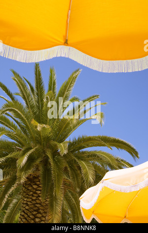 Blick nach oben auf gelbe Sonnenschirme mit blauen Himmel und Palmen hinter. Stockfoto