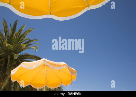 Blick nach oben auf gelbe Sonnenschirme mit blauen Himmel und Palmen hinter. Stockfoto