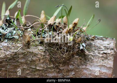 Epiphytische Pflanzen auf wild Stockfoto