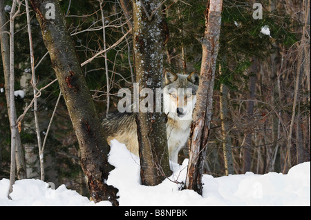 Graue Wölfe im Winter schaut durch dreifache Baumstämme Stockfoto