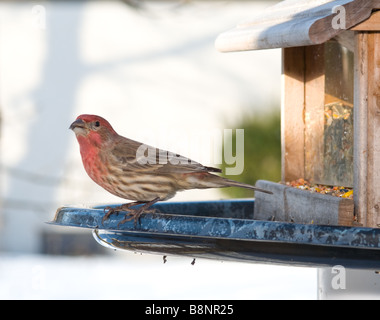 Rote Haus Fink am Futterhäuschen Ohio USA Stockfoto