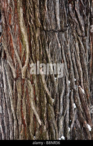 Die Details der Rinde die äußere Schicht aus einem Baumstamm Stockfoto