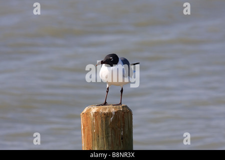 Schwarze Spitze Möwe. Stockfoto