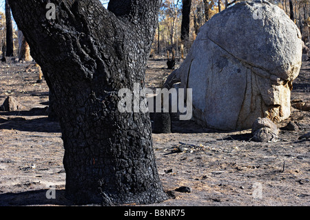 Australischer Buschfeuer Schaden. Asche verstreut Waldboden nach einem Brandanschlag auf einer Fläche von Darling Scarp, Westaustralien Stockfoto