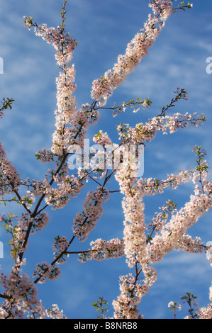 Zwei von einer Art Zweige der japanischen Kirschbaum In voller Blüte, blauer Himmel Stockfoto