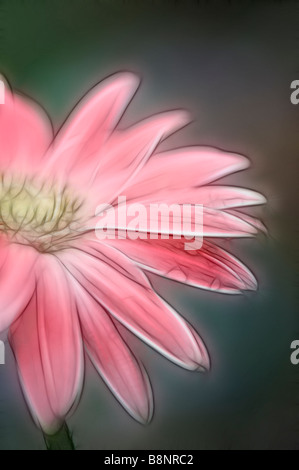 Skizze des rosa Gerbera Daisy Nahaufnahme Stockfoto