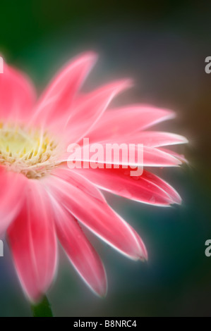 Leuchtende rosa Gerbera Daisy-Nahaufnahme Stockfoto