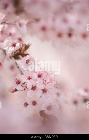 Spring Blossom Purple Leaf Pflaume Stockfoto