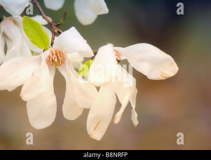 Weiße Magnolien blühen Branch Stockfoto