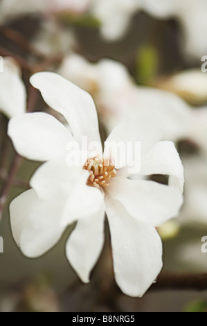 Weiße Magnolia Blüte Nahaufnahme, trüben Tag Stockfoto