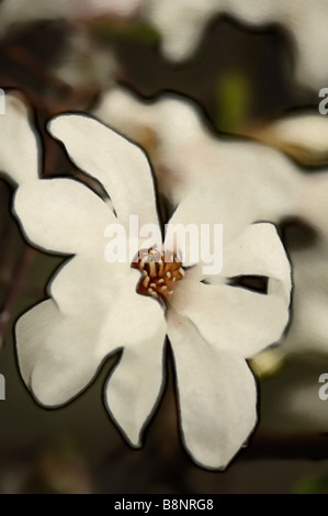 Weiße Magnolia Blüte Nahaufnahme, trüben Tag, malerische Bild Stockfoto