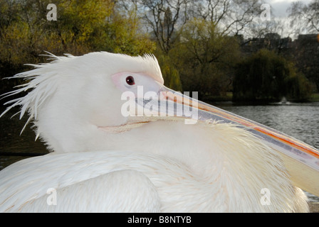 Pelikan stand neben dem See in St James Park, Westminster, London, England Stockfoto