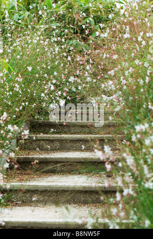 Tanzender Schmetterlinge (Gaura Lindheimeri) Stockfoto