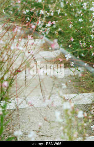 Tanzender Schmetterlinge (Gaura Lindheimeri) Stockfoto