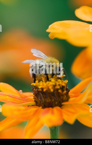 Bienen sammeln Pollen auf Zinnie Stockfoto