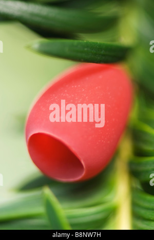 Eibe (Taxus Baccata), Nahaufnahme Stockfoto