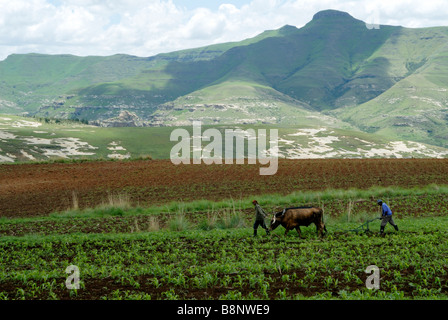 Afrikanische Landarbeiter Pflügen Feld in Süd-Ost-Lesotho Stockfoto