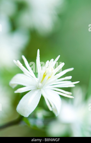 Wilde Waldrebe (Clematis Virginiana) Stockfoto