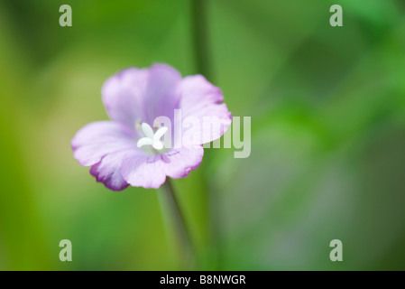 Wilde blaue Flachs (Linum Lewisii) Stockfoto