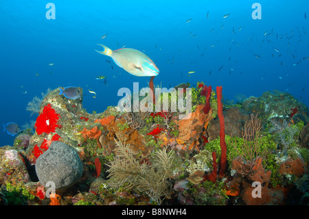 Eine Ampel Papageienfische schwimmen über bunte Korallenriff. Stockfoto