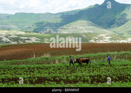 Afrikanische Landarbeiter Pflügen Feld in Süd-Ost-Lesotho Stockfoto