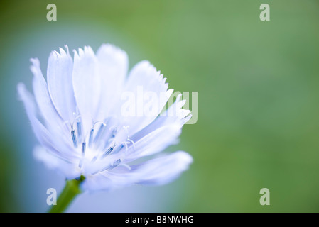 Chicorée Blume (Cichorium Intybus), Nahaufnahme Stockfoto