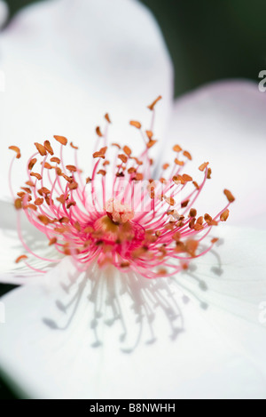 Japanische Anemone (Anemone Japonica), extreme Nahaufnahme Stockfoto