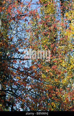 Herbstlaub Stockfoto