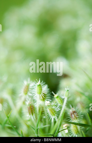 Queen Anne Lace (Daucus Carota) Samenköpfe Stockfoto