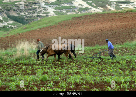 Afrikanische Landarbeiter Pflügen Feld in Süd-Ost-Lesotho Stockfoto