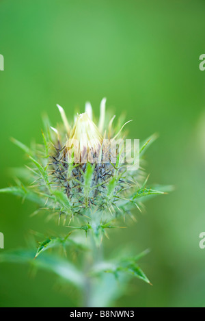 Distel Knospe, close-up Stockfoto