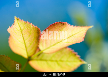 Fallen der Kirschbaum Blätter, close-up Stockfoto