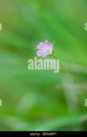 Wilde blaue Flachs (Linum Lewisii) Stockfoto