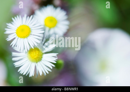 Daisy Berufkraut (Erigeron Annuus), Nahaufnahme Stockfoto