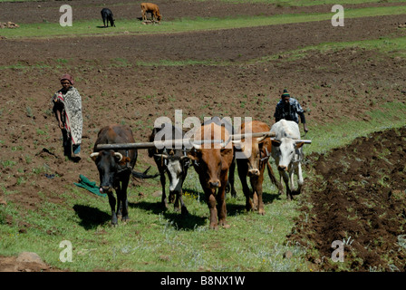 Afrikanische Landarbeiter Pflügen Feld in Süd-Ost-Lesotho Stockfoto