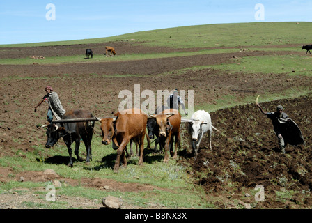 Afrikanische Landarbeiter Pflügen Feld in Süd-Ost-Lesotho Stockfoto