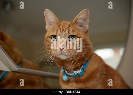 Überrascht auf der Suche ginger cat Stockfoto