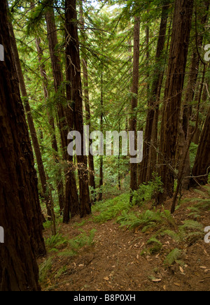 Blick in den Wald in Muir Woods Stockfoto