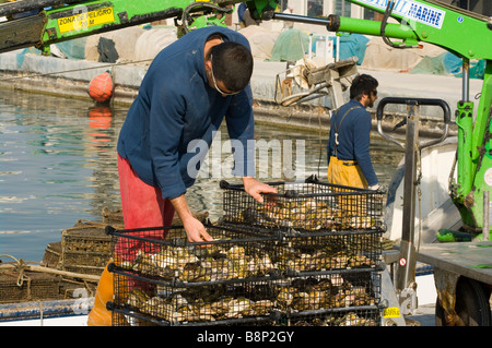 Berufsfischer Fischen Bootscrew entladen ihre Oyster fangen mit ein hydraulische Seilwinde in Santa Pola Hafen Spanien Stockfoto