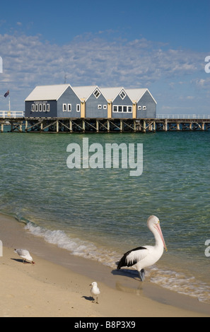 Busselton Jetty und Pelikan am Strand, Western Australia Stockfoto