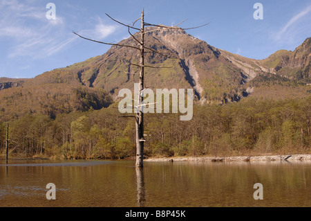 Dead Tree Kamikochi Chubu-Sangaku Nationalpark Japan Stockfoto