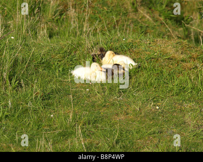 OLYMPUS DIGITAL Kamera vier Entenküken (zwei gelbe und zwei braun) zusammengekauert Ifor Wärme und Geborgenheit in einem Feld. Stockfoto