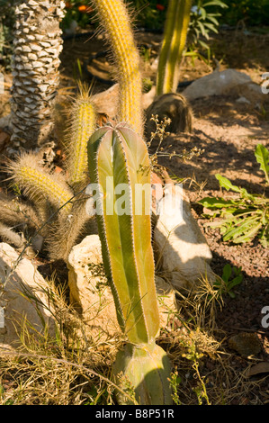 Lateinischen Namen Pachycereus Marginatus gemeinsamen Namen Organ Pipe Cactus Pflanze Spanien Stockfoto